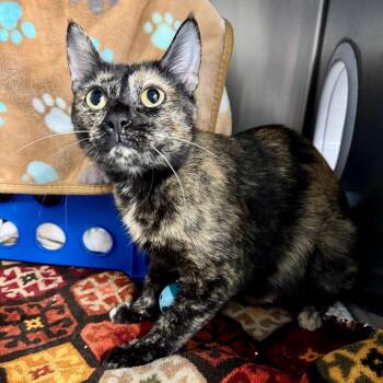 Poppy -  Domestic Short Hair Cat for Adoption in Brockton, Massachusetts - Poppy | PetCurious