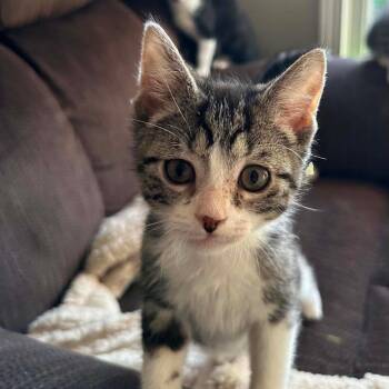 Jeanne -  Domestic Short Hair Cat for Adoption in Dekalb, Illinois - Jeanne | PetCurious