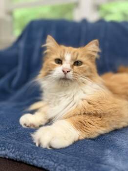 Brie -  Maine Coon and Domestic Long Hair Cat for Adoption in Nashville, Tennessee - Brie | PetCurious
