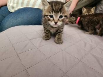 ROBIN -  Domestic Short Hair Cat for Adoption in Louisville, Kentucky - ROBIN | PetCurious
