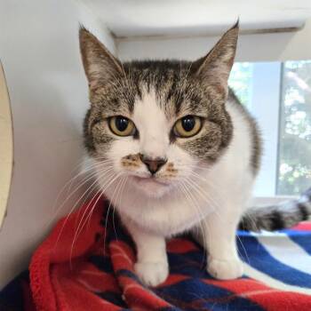 Domestic Short Hair Cats Available for Adoption in Long Beach, California - KAREN | PetCurious
