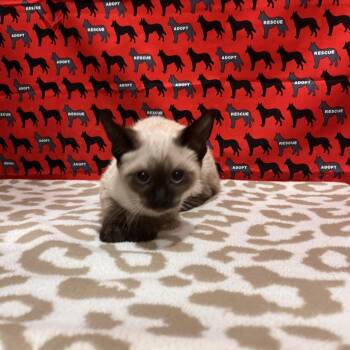 Pope -  Domestic Short Hair Cat for Adoption in Washburn, Missouri - Pope | PetCurious