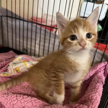 Kip -  Domestic Short Hair Cat for Adoption - Kip | PetCurious