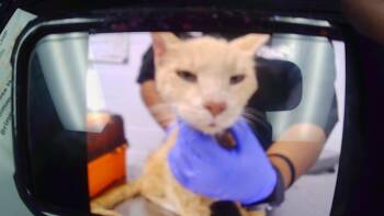 A1270906 -  Domestic Short Hair Cat for Adoption in Charlotte, North Carolina - A1270906 | PetCurious