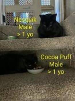 Domestic Short Hair Cats Available for Adoption in Pickering, Ontario - Cocoa Puff | PetCurious