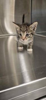Princess Peach -  Domestic Short Hair Cat for Adoption in Daphne, Alabama - Princess Peach | PetCurious