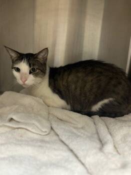 Rescue Domestic Short Hair Cats for Adoption in San Luis Obispo, California - Toodle | PetCurious