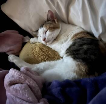 Rescue Calico Cats for Adoption in Millville, Utah - Jane | PetCurious