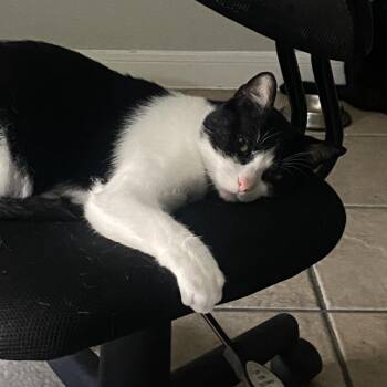 Sylvester -  Domestic Short Hair Cat for Adoption in Liverpool, Texas - Sylvester | PetCurious