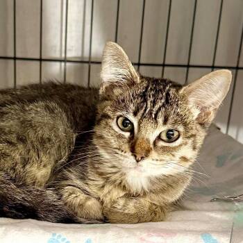 Potpourri -  Domestic Short Hair Cat for Adoption in Kansas City, Missouri - Potpourri | PetCurious