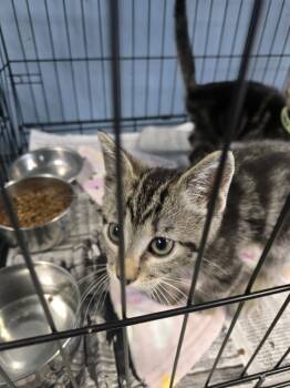 Rescue Domestic Short Hair Cats for Adoption in Evansville, Indiana - Crumpet | PetCurious