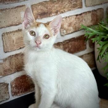 Rescue Domestic Short Hair Cats for Adoption in Allen, Texas - Mr. Sweet-Sweet | PetCurious