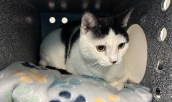 Domestic Short Hair Cats Available for Adoption - Joyous | PetCurious