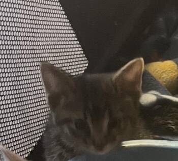 Scotch -  Domestic Short Hair Cat for Adoption in Hoffman Estates, Illinois - Scotch | PetCurious