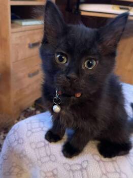 Rescue Domestic Medium Hair Cats for Adoption in Grand Forks, North Dakota - ANGUS | PetCurious
