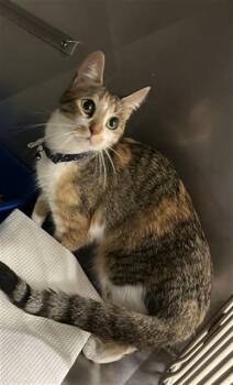 Domestic Short Hair Cats Available for Adoption in Killeen, Texas - FANTASIA | PetCurious