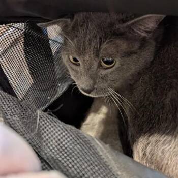 Ghost -  Domestic Short Hair Cat for Adoption in Lynchburg, Virginia - Ghost | PetCurious