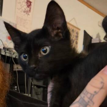 Teacup -  Domestic Short Hair Cat for Adoption in Duncan, Oklahoma - Teacup | PetCurious