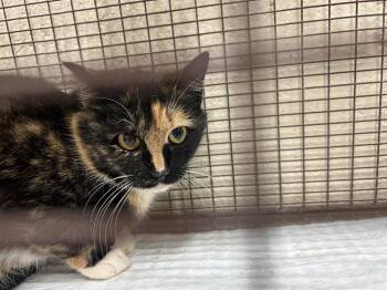 Domestic Short Hair Cats Available for Adoption - 2026-02-046 | PetCurious