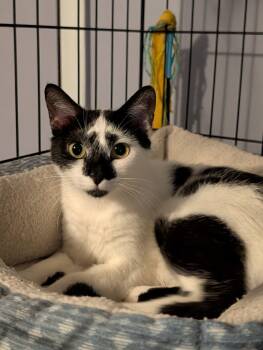 Domestic Short Hair Cats Available for Adoption in Pompano Beach, Florida - Melody | PetCurious