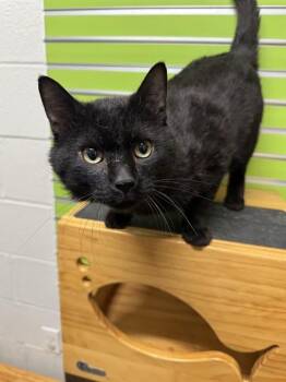 Domestic Short Hair Cats Available for Adoption in St. Peters, Missouri - SQUIRREL | PetCurious