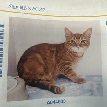 Garfield -  Domestic Short Hair Cat for Adoption in Lake Jackson, Texas - Garfield | PetCurious