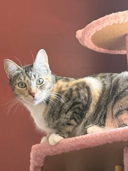 Mama Brit -  Domestic Short Hair Cat for Adoption in Vancouver, Washington - Mama Brit | PetCurious