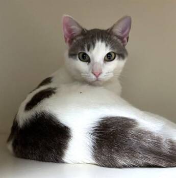 Domestic Short Hair Cats Available for Adoption - M & M | PetCurious