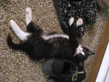 Rescue Domestic Short Hair Cats for Adoption - Toulouse | PetCurious