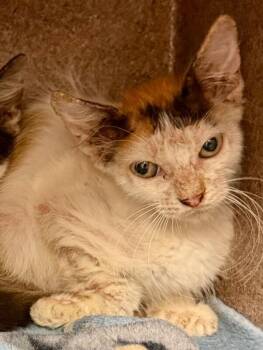 Lilo -  Domestic Short Hair Cat for Adoption in Park Row, Texas - Lilo | PetCurious