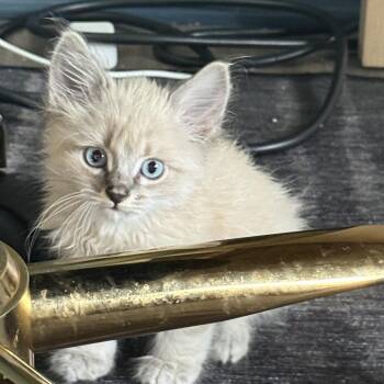 Laikyn 2311 -  Siamese Cat for Adoption in Kansas City, Missouri - Laikyn 2311 | PetCurious