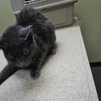 Luna -  Russian Blue Cat for Adoption in Ringtown, Pennsylvania - Luna | PetCurious