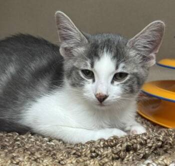 Peter Brady -  Domestic Short Hair Cat for Adoption in Bellevue, Washington - Peter Brady | PetCurious