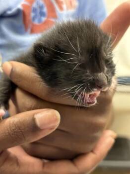 Sweetie -  Domestic Short Hair Cat for Adoption in Gainesville, Florida - Sweetie | PetCurious