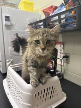WILLOW -  Domestic Medium Hair Cat for Adoption in Minneapolis, Minnesota - WILLOW | PetCurious