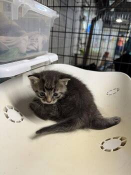 Elton -  Domestic Short Hair Cat for Adoption in Apollo, Pennsylvania - Elton | PetCurious