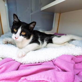 Dutch -  Domestic Short Hair Cat for Adoption in South Elgin, Illinois - Dutch | PetCurious