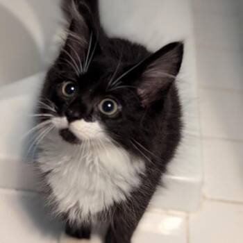 Fred -  Domestic Medium Hair Cat for Adoption in Granville, Ohio - Fred | PetCurious