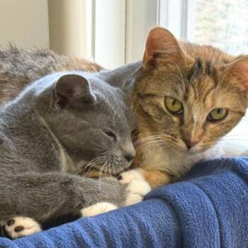 Domestic Short Hair and Extra Toes Cat Hemingway Polydactyl Cats Available for Adoption in Morristown, Vermont - Tippy Toes- Foster To Adopt | PetCurious