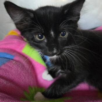 Stevie -  Domestic Long Hair Cat for Adoption in San Jacinto, California - Stevie | PetCurious