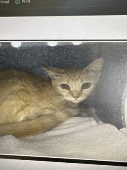 Nala -  Domestic Short Hair Cat for Adoption in Daytona Beach, Florida - Nala | PetCurious