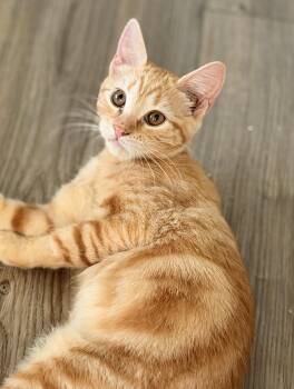 Clementine Willow Grove PA Area 07/28/2026 - 8 -  Tabby and Domestic Short Hair Cat for Adoption in Greenville, Delaware - Clementine Willow Grove PA Area 07/28/2026 - 8 | PetCurious