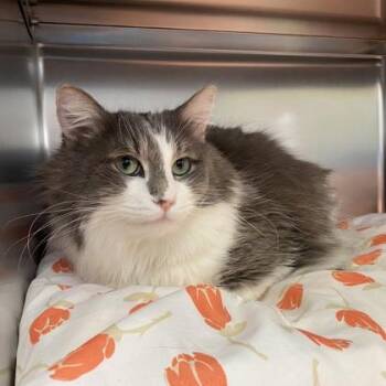Domestic Long Hair Cats Available for Adoption in Richmond, Virginia - Riesling | PetCurious