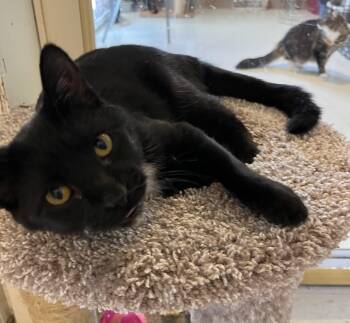 Rescue Domestic Short Hair Cats for Adoption in Moline, Illinois - Shadow | PetCurious