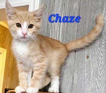 Chaze -  Domestic Short Hair Cat for Adoption in Macon, Georgia - Chaze | PetCurious