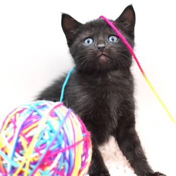 Bombay and Siamese Cats Available for Adoption in Mobile, Alabama - Serrano | PetCurious