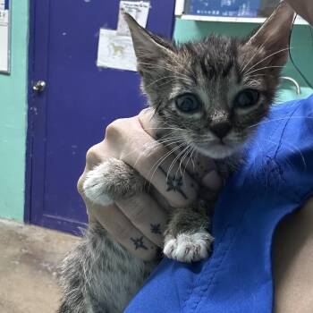Oller -  Domestic Short Hair Cat Available for Adoption in Guaynabo, Guaynabo - Oller | PetCurious