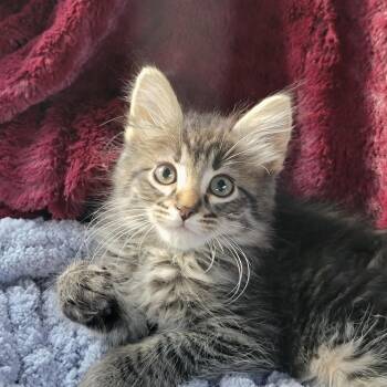 Greg -  Domestic Medium Hair Cat for Adoption in New Washoe City, Nevada - Greg | PetCurious