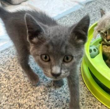 Spencer (ID 51743) -  Domestic Short Hair Cat for Adoption in Manassas, Virginia - Spencer (ID 51743) | PetCurious