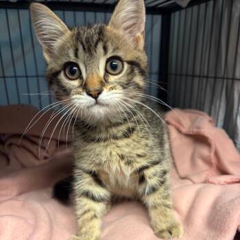 Mr Fluffmuffin -  Domestic Short Hair Cat for Adoption in Waldorf, Maryland - Mr Fluffmuffin | PetCurious
